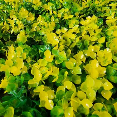 Jardín Vertical Colores — foto 2