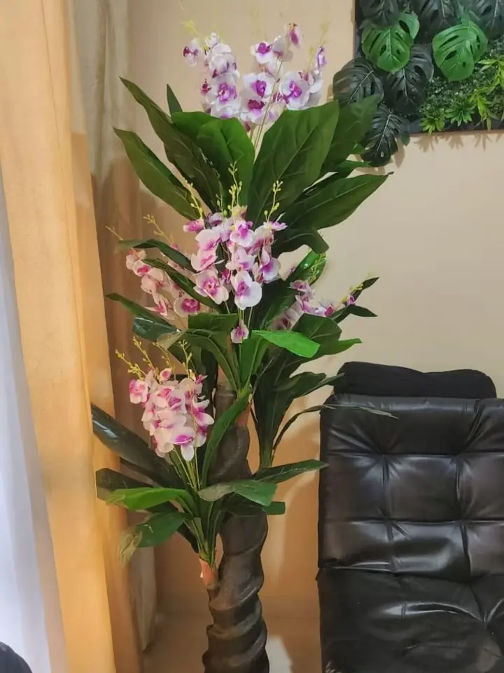 Árbol Orquídea Flor Blanca — foto 2