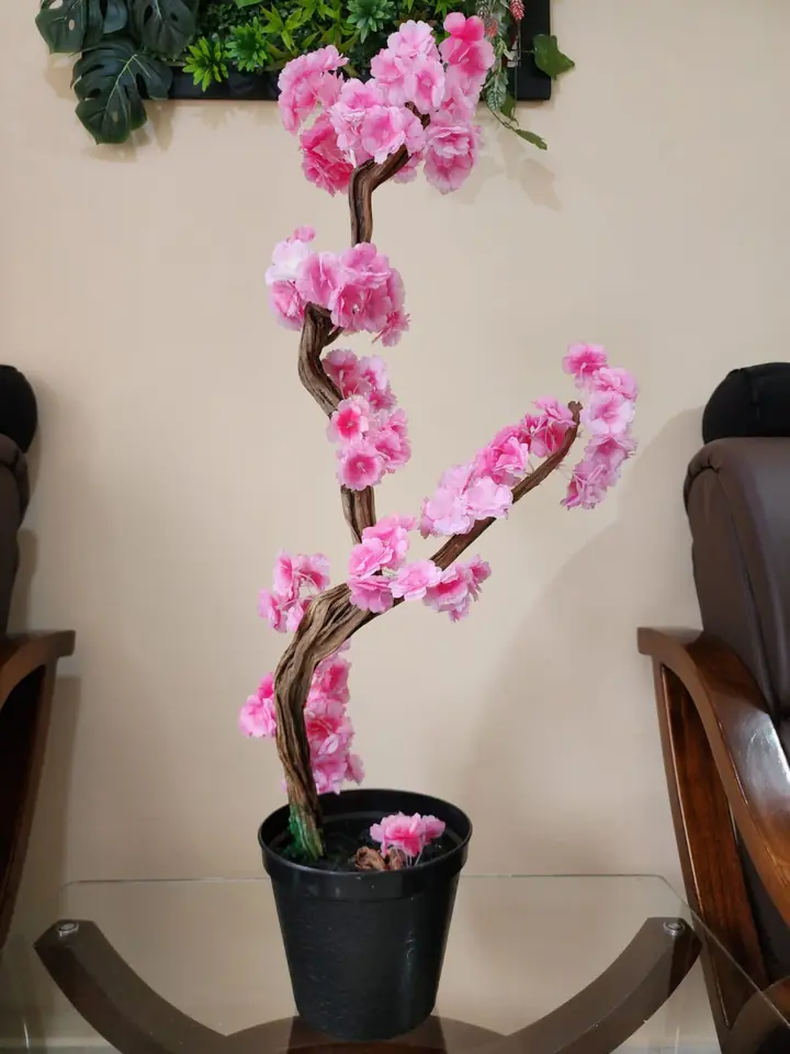 Plantas de Mesa