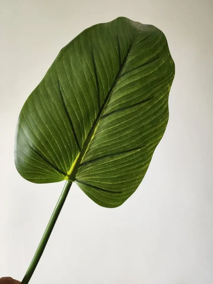 Hoja Platanilla AQ0064 — foto 1