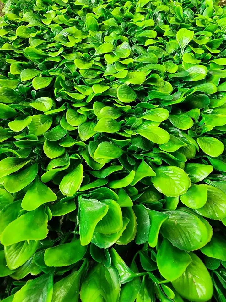 Jardín Vertical Hojas Grandes — foto 2