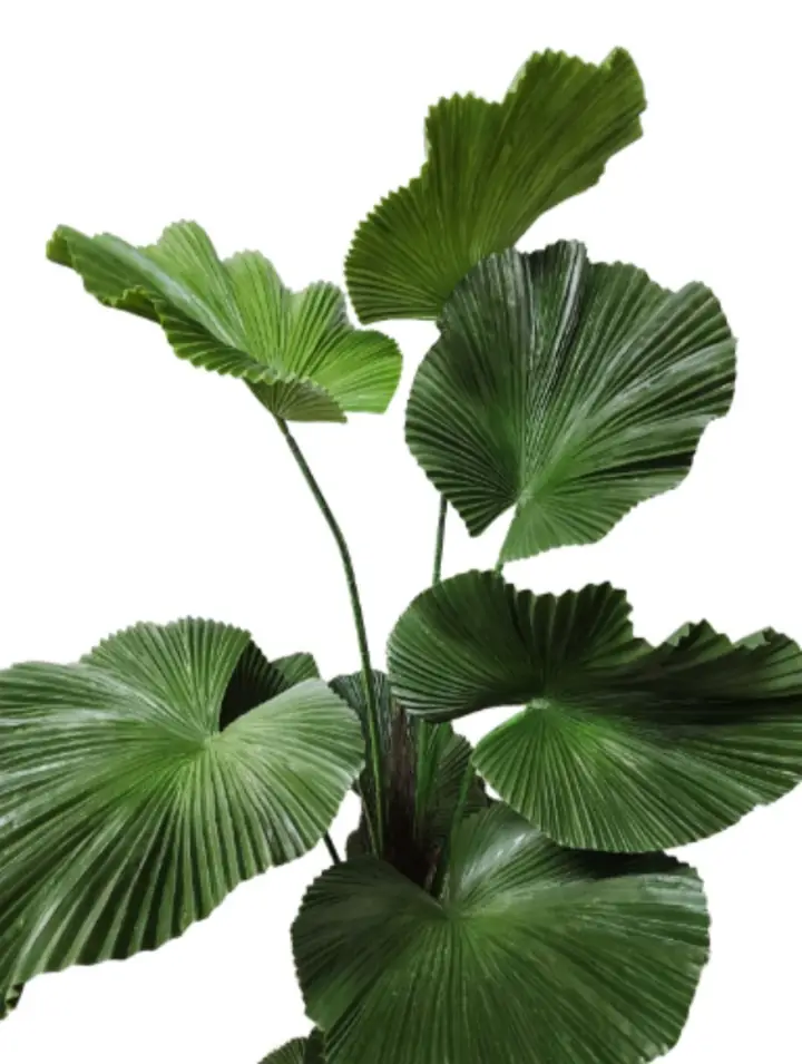 Planta Artificial Hoja Abanico — foto 3