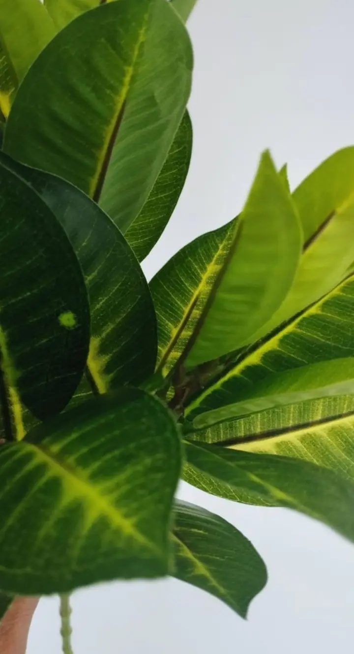 Ramo Follaje Artificial Ficus — foto 3